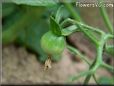 small tomato
