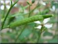 Arugula seed pod pictures