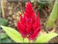 red celosia flower