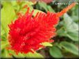 red celosia flower