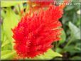 red celosia flower