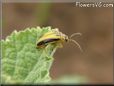 mustardbug