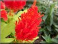 celosia flower