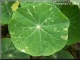 nasturtium leaf