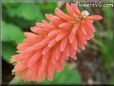 kniphofia flower