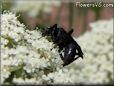 black wasp