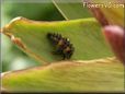 ladybug larva