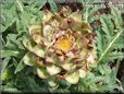 yellow artichoke flower