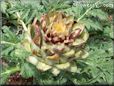 yellow artichoke flower
