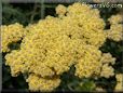 yellow yarrow flower