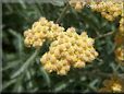 yellow yarrow flower