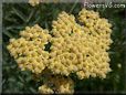 yellow yarrow flower