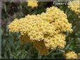 yellow yarrow flower