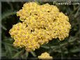 yellow yarrow flower