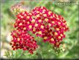 red yarrow pictures