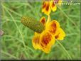 yellow maroon mexican hat flower pictures