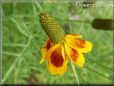 maroon yellow mexican hat flower