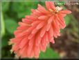 pink poker Kniphofia pictures