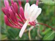 honeysuckle flower