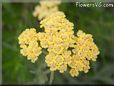 yellow yarrow flower