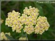 yellow yarrow flower