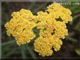 yellow yarrow flower