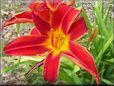 red yellow lily flower