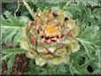 yellow artichoke flower