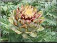 yellow artichoke flower