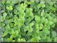 strawberry leaves