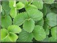 strawberry leaves