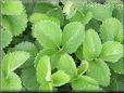 strawberry leaves