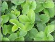 strawberry leaves