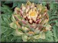 yellow artichoke flower