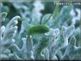 green bush cricket