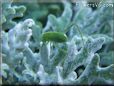 green bush cricket