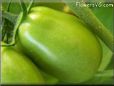 green roma tomato