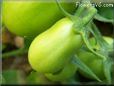 green roma tomato