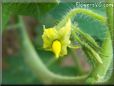 tomato flower