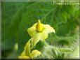 tomato flower