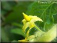 tomato flower