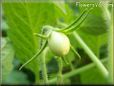 small roma tomato