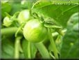 small green cherry tomato