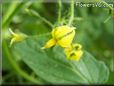 tomato flower