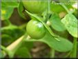 green cherry tomato