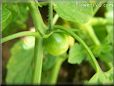 green cherry tomato