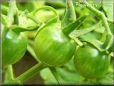 green cherry tomato