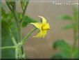 tomato flower