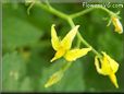 tomato flower