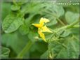 tomato flower